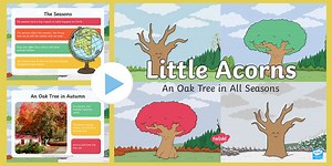 An Oak Tree in All Seasons PowerPoint