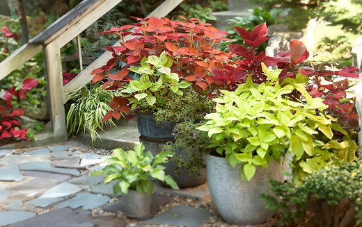 Is Coleus a Perennial or an Annual? Here's How to Grow It Both Ways