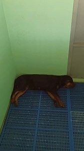 💝 ပူလို့ အအိပ်ပျက် အစားပျက် ဖြစ်နေတဲ့ မေမြို့သားတွေ အဆင်ပြေ‌ပြေ နေနိုင်အောင် ကြံရဖန်ရ 💤 | Kennel Pyin Oo Lwin