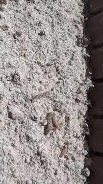 4th day SHB Larvae on bottom tray