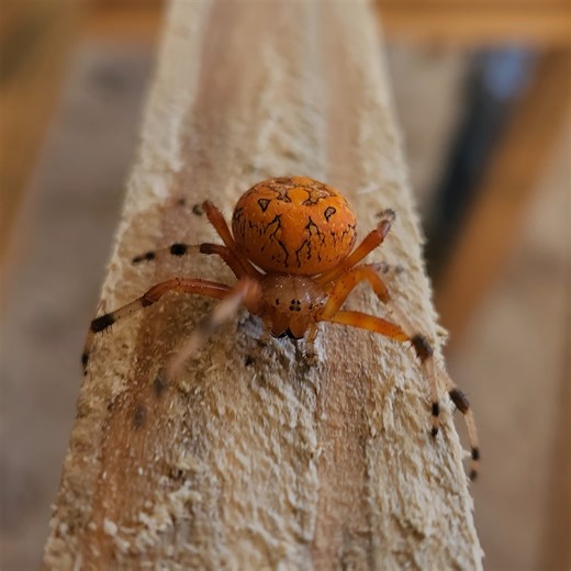 Jay Bates on Instagram: "Orange marbled orbweaver. Not dangerous to humans and is considered docile and harmless. For scale, it's running on the narrow face of 4/4 pine."