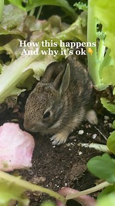 Comment REPLAY to watch the Summer Garden Workshop and find out why rabbits in the garden don’t stress me out! Wildlife should be part of your garden but that doesn’t mean you have to sacrifice your harvests.🥺 I get asked ALL the time how I keep animals from eating my harvests. We’re so used to setting up our vegetable gardens in an otherwise lifeless space. So of course, the bunnies are going to come for lunch! The secret is-your garden has to be part of a bigger ecosystem -where there’s plent