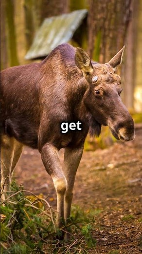 The Drunk Moose of Sweden! 🍏🦌 #curiositycorner #facts #science