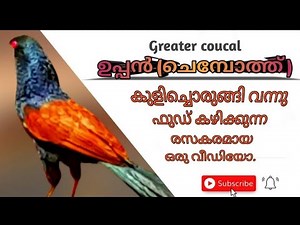 Uppan bird, Greater Coucal (ചെമ്പോത്ത്, ചകോരം )കുളിച്ചിട്ട്.. ചോറ് കഴിക്കുന്നു.