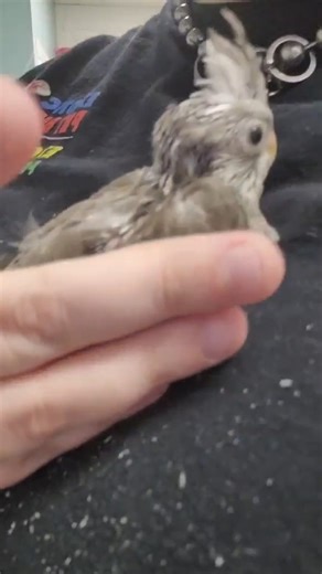 Exotic Pet Birds INC. on Instagram: "Meet Pipsqueak~ The Whiteface Cockatiel! One of the newest babies born right here at EPBI! 💙 #cockatiel"