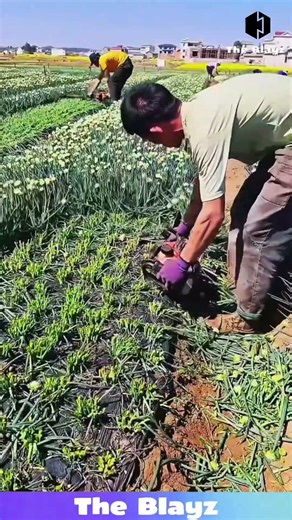 Satisfying Grass Cutting Machine in Action! 🌿 Perfectly Even Flower Trim! #satisfying #lawncare