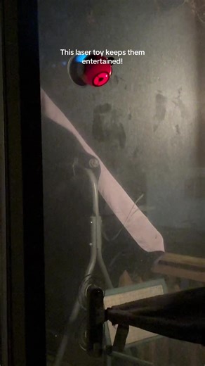 And the suction is awesome! Link below. #cattoys #lasertoy #catsoftiktok