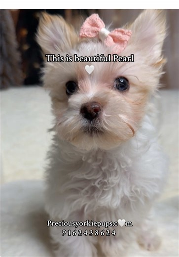 Have you ever seen a gold dust white yorkie? 😍 #fyp #yorkies #golddust #growth #puppies