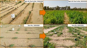 Liquid NanoClay - hỗn hợp chất giúp biến đất cát thành đất trồng chỉ sau 7 tiếng | Viết bởi _vphlinh_