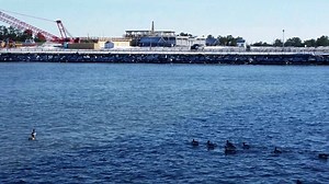 Delaware Seashore State Park on Reels
