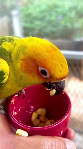 beautifulbirds #parrotlover#parrotvideo#parrotlife#parrotsound#bird#beautifulbirdsbirdshorts