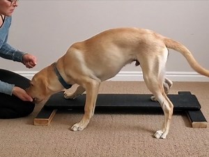 Ipsilateral Step Up: Beginner