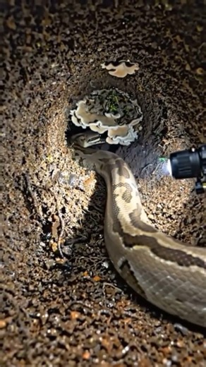 POV: Life of a Python Inside a Burrow - Scientific Micro Exploration 🐍🔦