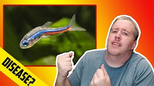 14K views · 509 reactions | What is neon tetra disease? In this video, Cory teaches us all about why neon tetras get sick and how to get healthier fish overall. #AquariumCoop | Aquarium Co-Op | Facebook