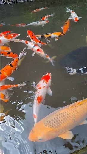 ikan koi berenang renang timbul tenggelam ikan berenang renang ikan koi fish swimming aquarium pond