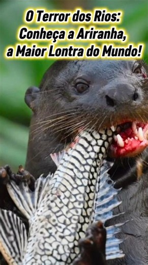 Terror of the Rivers: Meet the Giant Otter, the Largest Otter in the World! #bioadventure #curios...