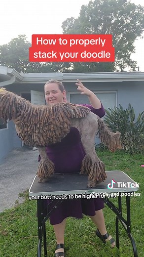 Ideal Doodle Stack: Ethical Dog Breeding Insights