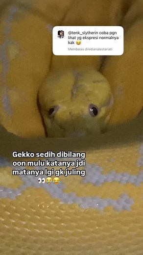 Tenk slytherin | Mode gk juling yh ko ,capek di bilang oon bae dia wkwkwk #reels #lfl❤️ #fypシ #fyp #lfl #snake #lfl💛 #ballpython | Instagram