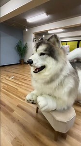 この犬、着ぐるみって気がつけました？ #とことこ動物園 #shorts