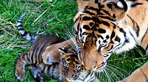 PHOTOS: Sumatran tiger cub on exhibit at SF Zoo