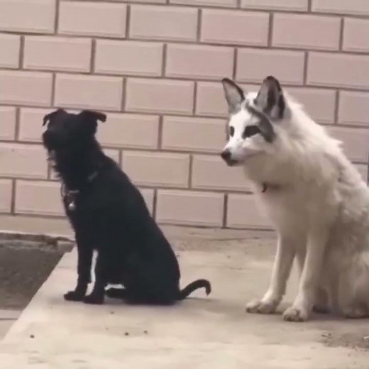 A fox raised by dogs tries to mimic their barking