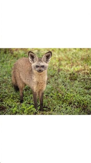 The fox with bat ear -bat ear fox facts#animalfacts#fox