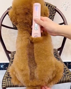 25K views · 551 reactions | Fluffy dogs getting haircuts is the cutest thing to watch  | Beautiful World | Facebook
