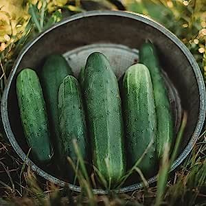 Straight Eight Cucumber - 25 Seeds - Heirloom & Open-Pollinated Variety, USA-Grown, Non-GMO Vegetable Seeds for Planting Indoors or Outdoors in The Home Garden, Thresh Seed Company