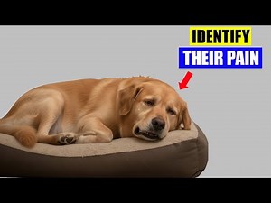 Learn how to identify pain in your loved doggy