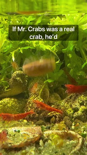 Mr Crabs As A Real Vampire Crab: Fun Insights