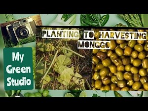 Mung Bean. Planting to harvesting monggo.