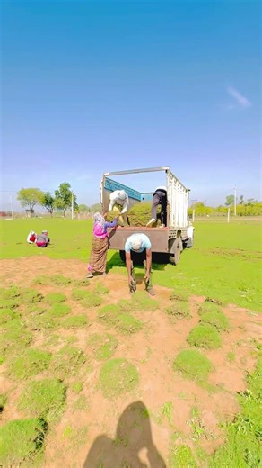 Balot Nursery #india #farming #farming #potwarisahir #potwarisahir
