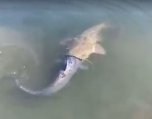 Video: Flathead Catfish Bites Off More Than It Can Chew | OutdoorHub