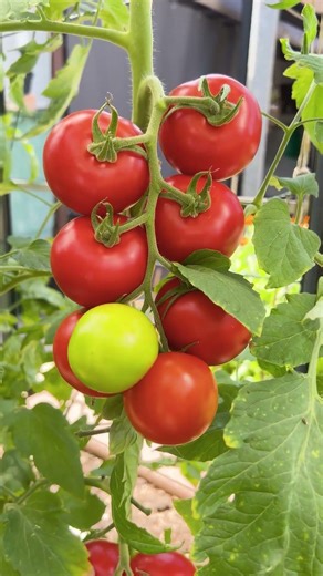 300 Yıl Önce Ketçap Balıktı! #sırrı #tarih