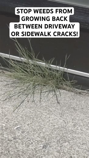 STOP Weeds From Growing Back Between Your Driveway And Sidewalk Cracks For GOOD!