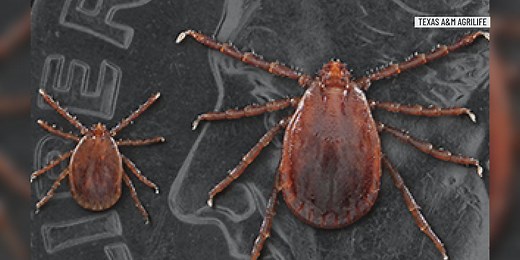 Asian Longhorned Tick spreads across the U.S. and could affect the cattle industry