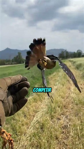 Why Hawks Fly First Class