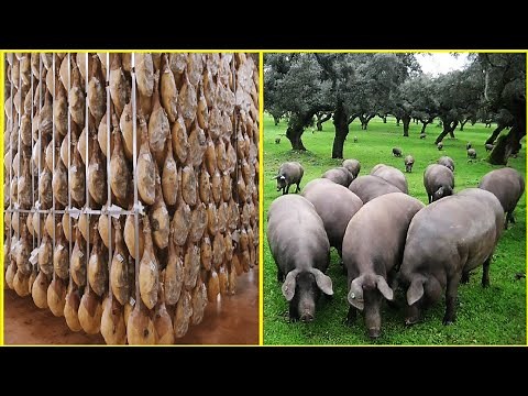 Black Pig Farming in Forest - World's Most Expensive Ham - Black Pig Jamón Processing Factory