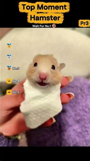 ranking cutest hamster #shorts #hamster #cute