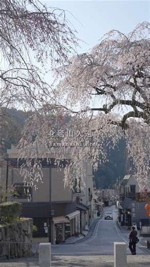 Minobu-san Kuonji Temple, Weeping Cherry Blossoms: Beautiful Spring Scenery of Japan Captured wit...