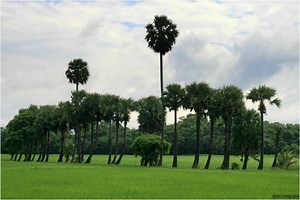 Palakkad - Alchetron, The Free Social Encyclopedia