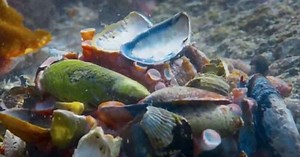 Octopus with surprising ability to hide (Video)