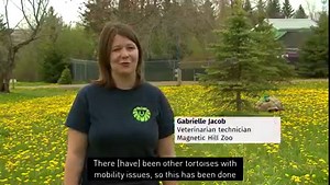 20K views · 141 reactions | The African sulcata tortoise was equipped with a makeshift wheelchair at Moncton's Magnetic Hill Zoo. Read more: www.cbc.ca/1.6039386 | Follow us: www.cbc.ca/nb | Facebook