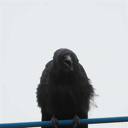 【全身で鳴く！】ハシボソガラスの鳴き方がダイナミックすぎる！