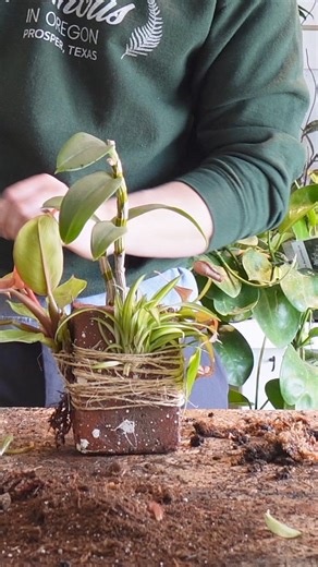 31K views · 475 reactions | Seeing if plants will grow on bricks is something I’ve been meaning to try for years, and I finally got around to doing it! I’m keeping this clunky thing in my studio and will hope for the best. One added benefit to this setup is that all of the plants on the brick appreciate higher humidity, which the water in the tray will provide. Let’s see how it goes! #plants #houseplants | Tanner The Planter | Facebook