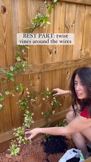 How to espalier star jasmine… | DeLancey DIY