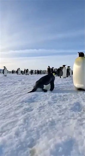Emperor Penguins An Arctic Journey