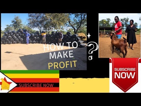 How to Make Goat Farming Profitable | Silage Prep for Dry Season