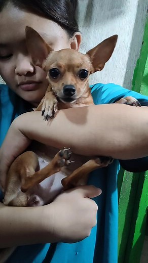 #pagdattibg k parang batang nagsumbong ang aking mini pin(papaw)🤣🤣 inaway kasi siya ng Pomeranian (marga) ko..they are my stress reliever lalo na pag galing ko sa work, nakakatanggal ng pagod na sasalubong sa akin mga aso ko❤️❤️🐕🐕‍🦺🦮 #pulistiktoker👮‍♂️👮‍♂️❤️💚 #pulisniyopo👮🏾🇵🇭 #petlover🐕🐕‍🦺🦮❤️