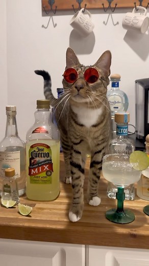 1.8M views · 8.2K reactions | If you were going to ask why we have so much tequila…don’t worry about it (I’m hitting “share to Facebook” on this one even though I know that is most likely a big mistake ) #catsofinstagram #catstagram #funnycatvideo #catlover #givemeonemargarita #margaritasong | The Loki Show | Facebook